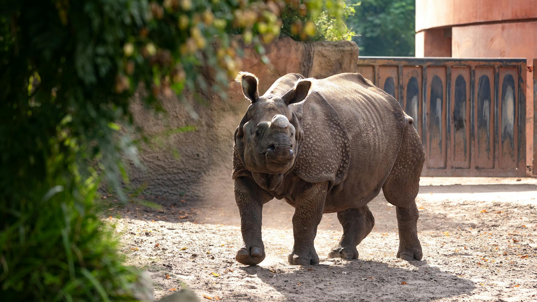 Panzernashorn Karuna auf Entdeckungstour: Hinter dem Tor befonden sich die Anlagen der Männchen. Es öffnet sich, wenn Karuna zur Paarung bereit ist.