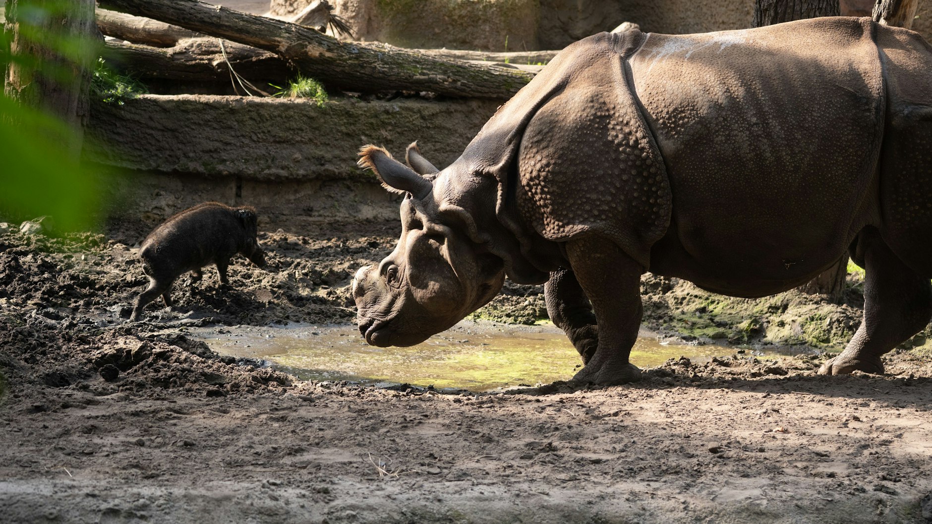 Panzernashorn Karuna spielt gerne mit den Mini-Wildschweinen, die auf ihrer Anlage im Berliner Zoo leben.