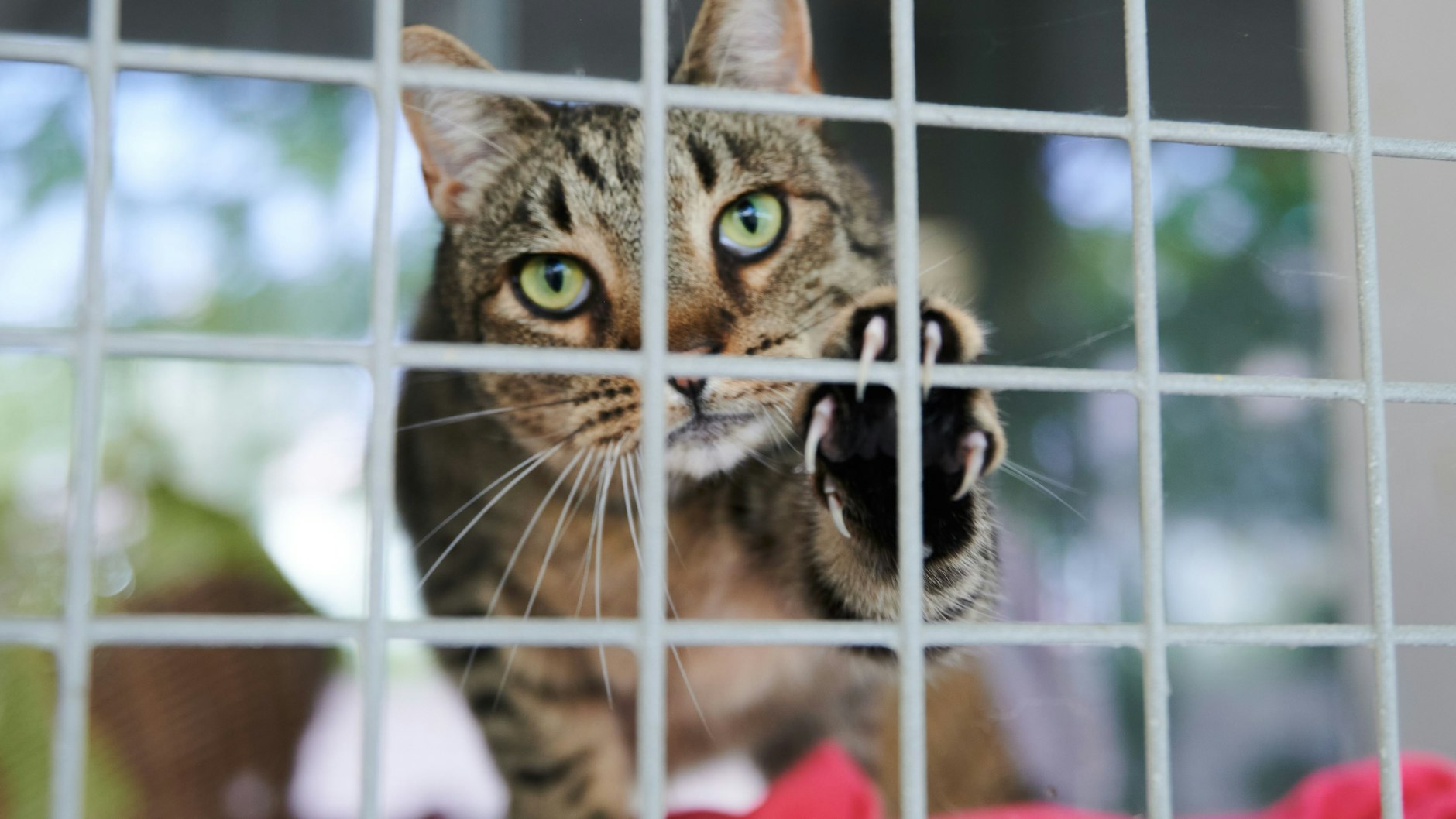 Im Tierheim Berlin warten zahlreiche Hunde und Katzen auf ein neues Zuhause.