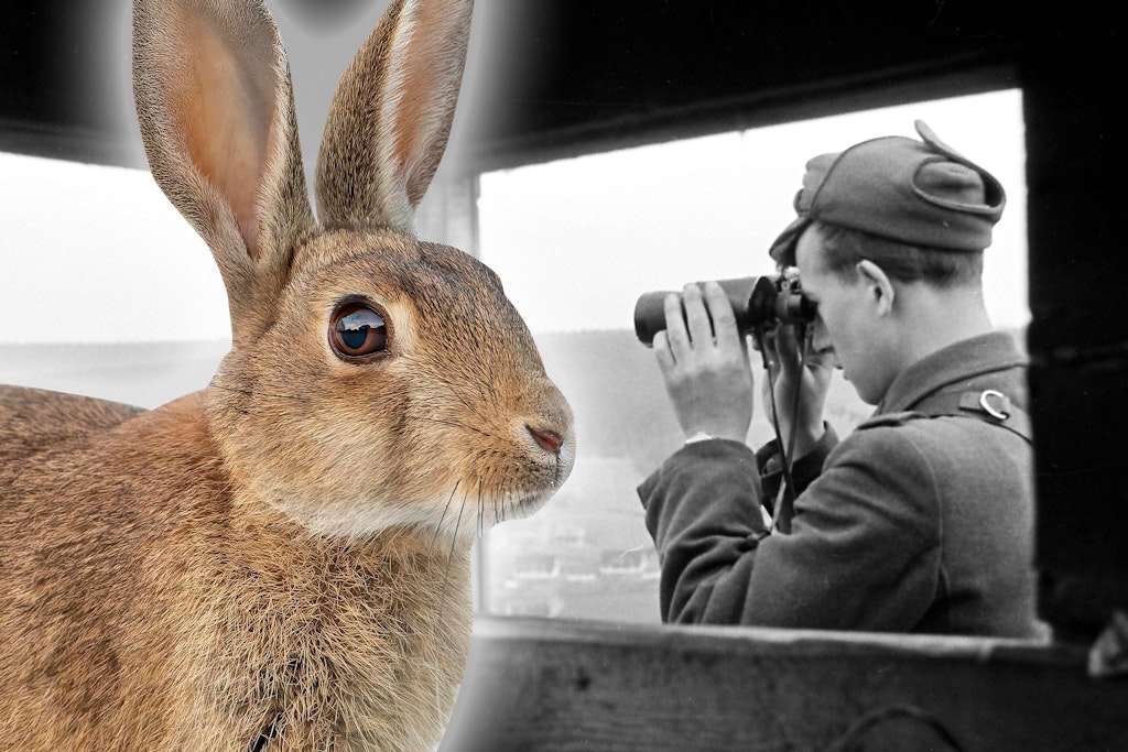Mauerhasen-und-DDR-Schweine-Wie-ging-es-den-Tieren-im-Todesstreifen-