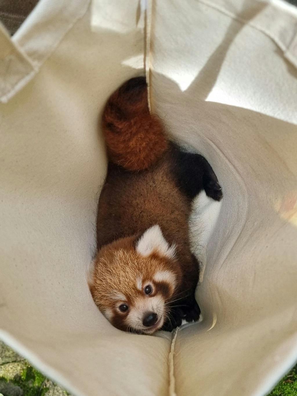Mit etwas Glück kann man die Roten Pandas im Tierpark Berlin bereits bestaunen.