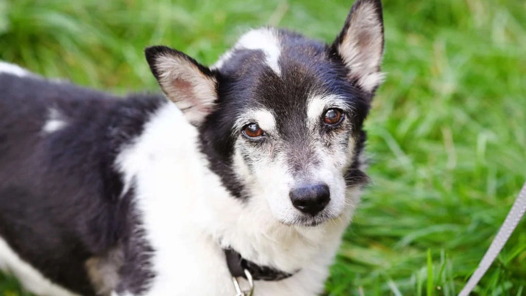 Harry wurde vermutlich ausgesetzt, wartet nun im Tierheim Berlin auf ein neues Zuhause.