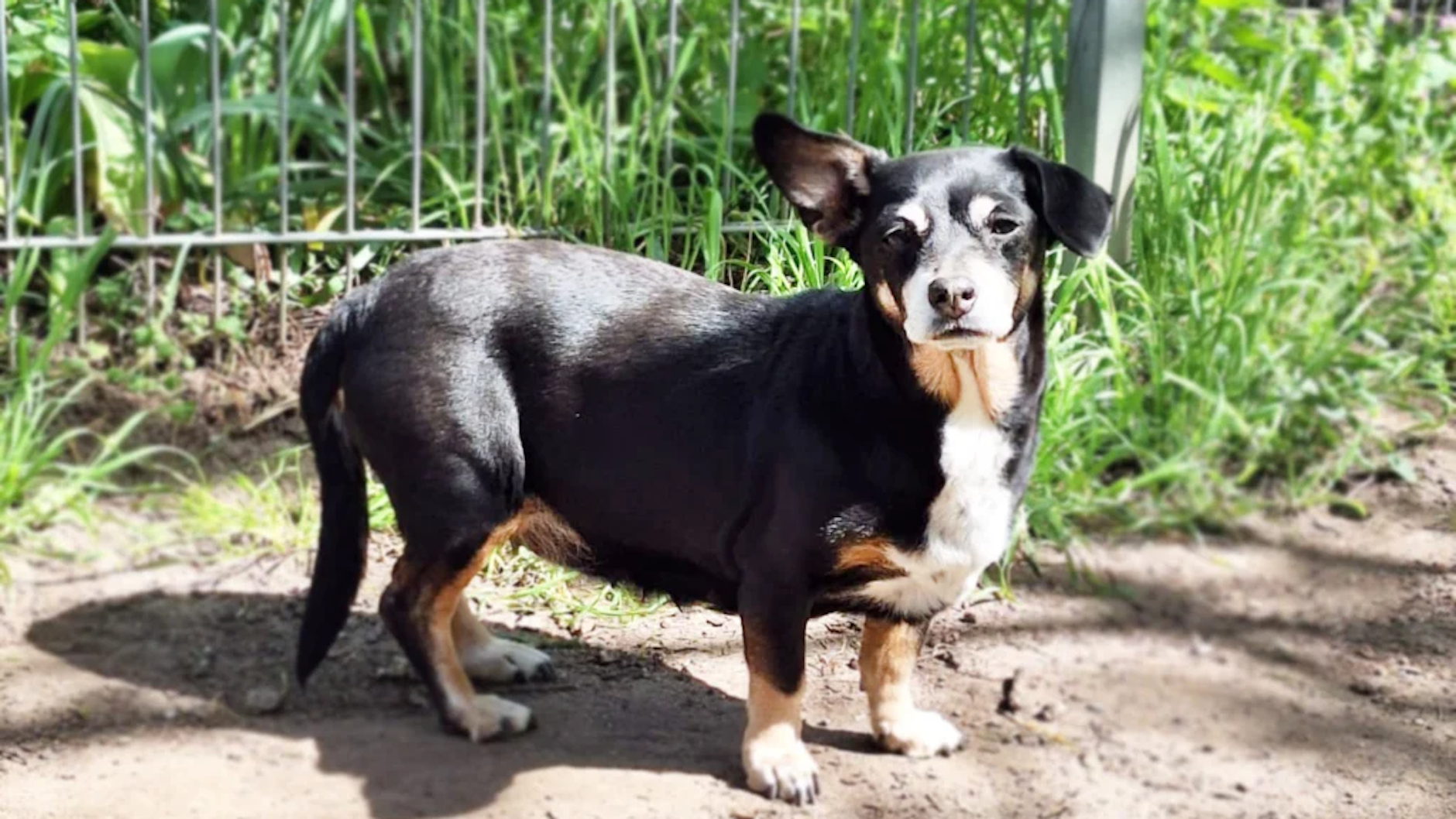 Auch Hundeomis landen im Alter noch im Tierheim Berlin: Pünktchen würde sich gern nochmal in einem eigenen Körbchen zusammenrollen.