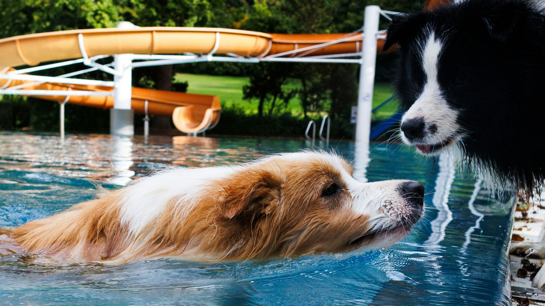 Berlins Hunde hatten beim Hundeschwimmtag im Sommerbad Am Insulaner sichtlich Spaß.