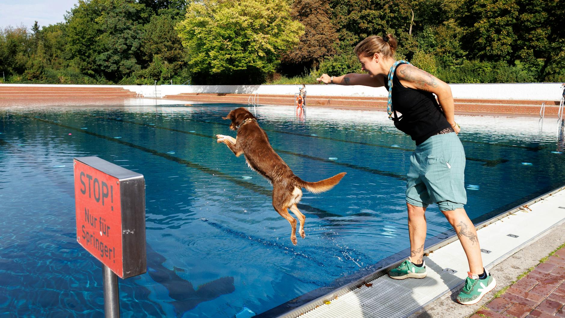 Sprung ins kühle Nass: Die Herrchen und Frauchen mussten draußen bleiben, während sich die Vierbeiner ins Wasser stürzten.