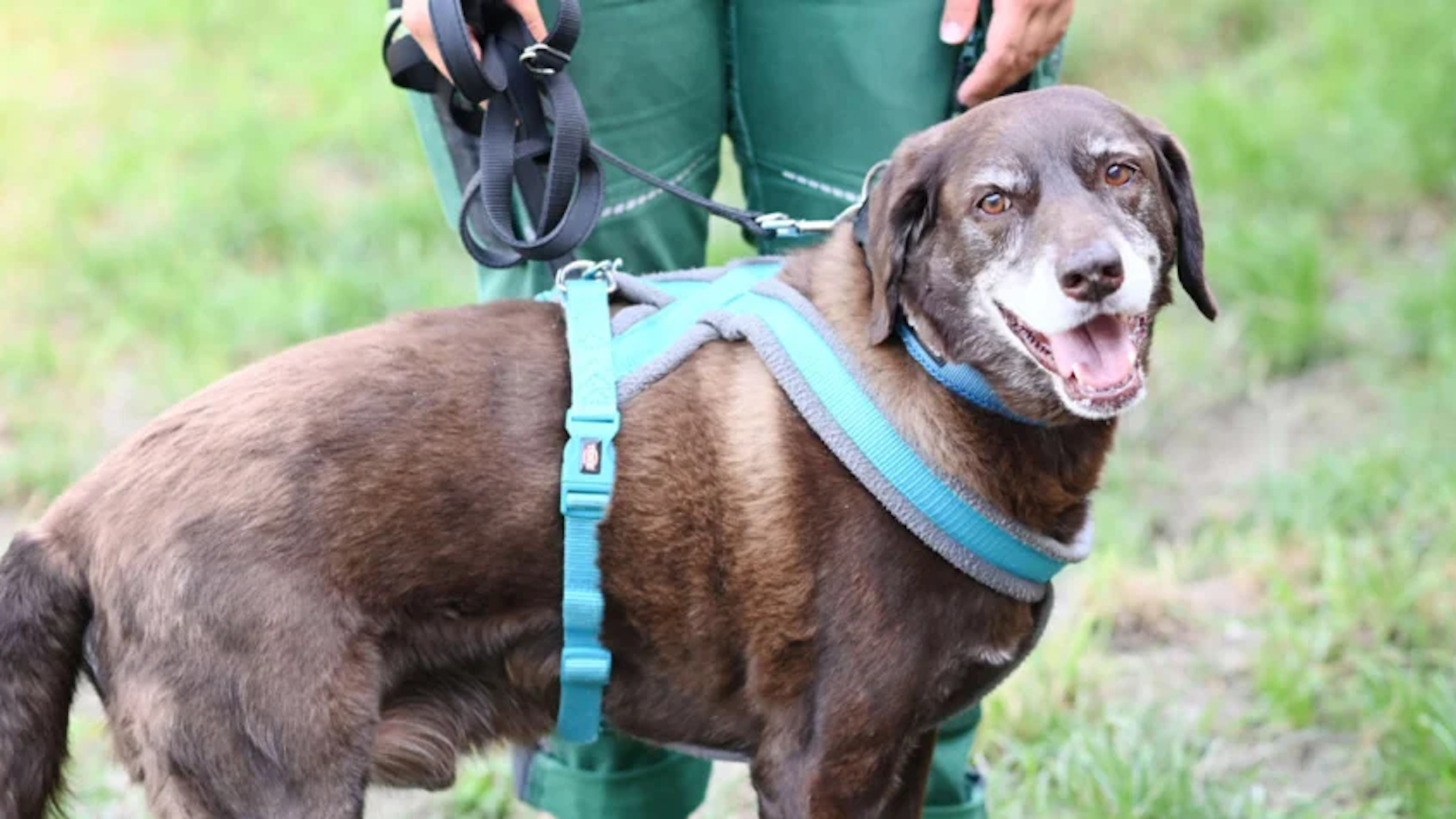 Wer gibt Bärchen ein neues Zuhause? Der Hundeopi kam ins Tierheim Berlin, weil sich der ehemalige Besitzer aus gesundheitlichen Gründen nicht mehr kümmern konnte.