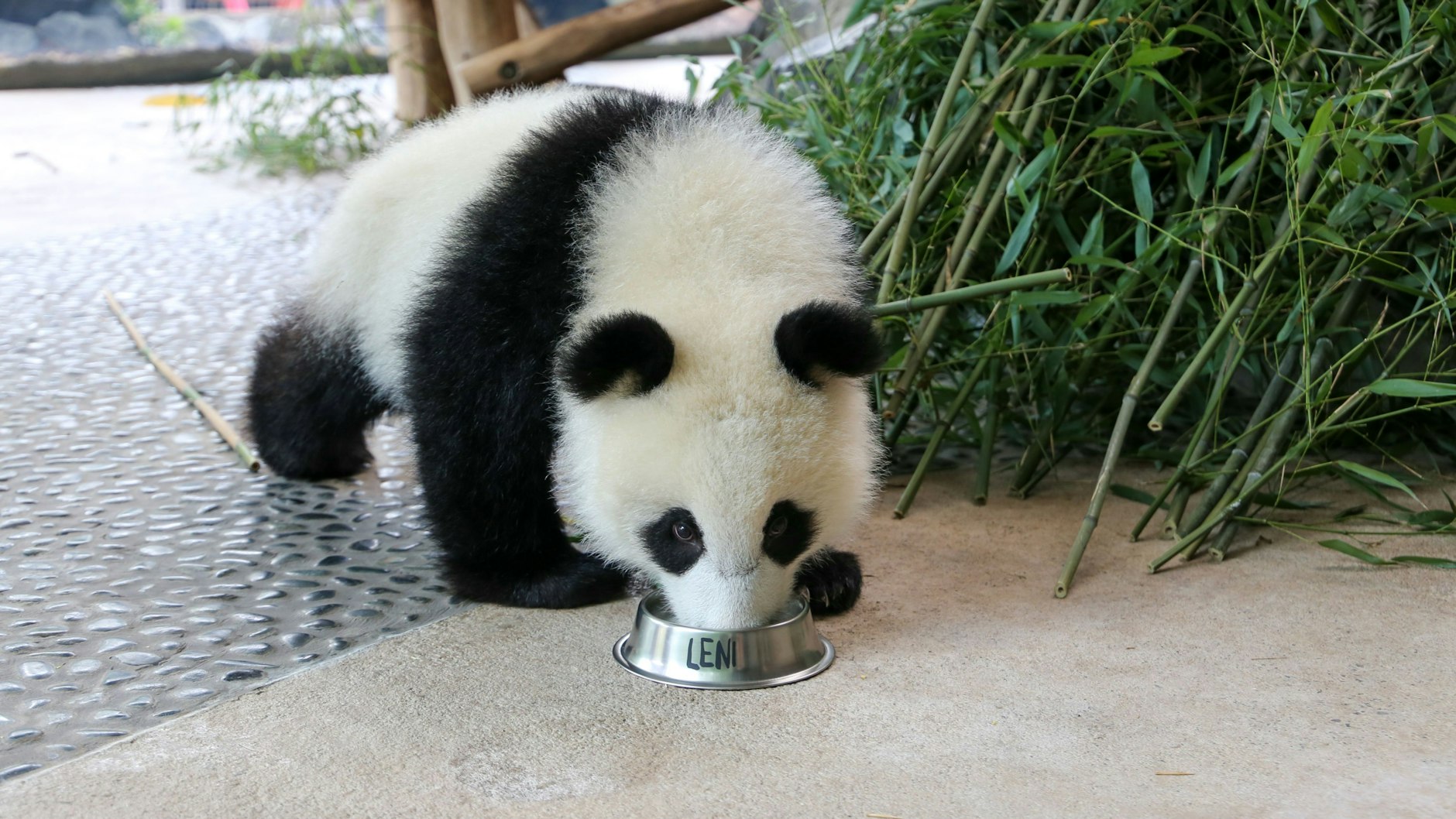 Keine Flasche mehr: Panda-Mädel Leni (1) trinkt nun ihre Milch aus dem Fressnapf. Der Bambus daneben wird für die Kleine immer interessanter.