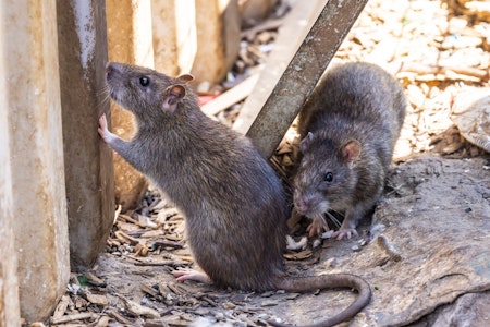Ratten in Berlin: Sie sind überall! Liste zeigt die Hotspots der Nager
